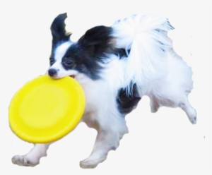 Dogs Playing Png - Dog Play Frisbee Png
