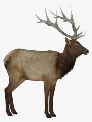 Elk M - Wiki