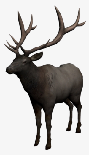 Uatapi - Dead Elk