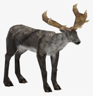 Irish Elk 1 Adult M3 - Wiki