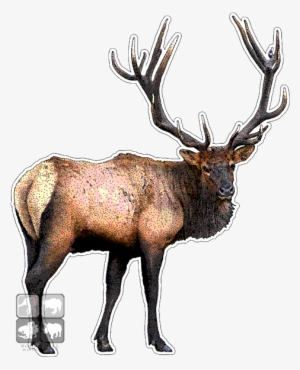 Roosevelt Elk Decal - Roosevelt Elk Throw Blanket