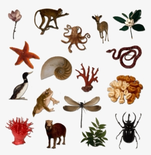 Silhouettes Of Many Living Things - Biodiversity Animals