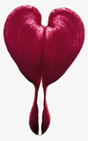 Bleeding Heart Flower By Jeanicebartzen27 On Deviantart - Transparent Bleeding Heart Flower