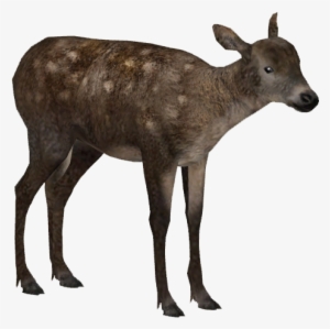 Irish Elk Young - Wiki