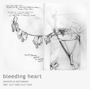 Bleedingheart - Sketch