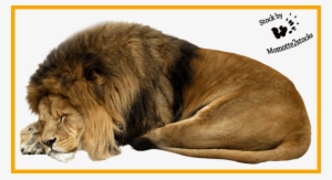 Unbelievable Cut Out Stock Png Sleeping By - Lion Sleeping Png