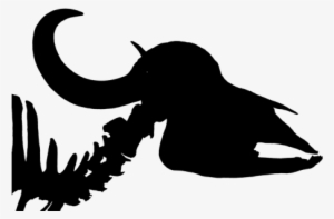 Cattle Buffalo,syncerus Caffer,buffalo,horn - Skull