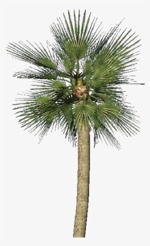 Go To Image - Small Palm Tree
