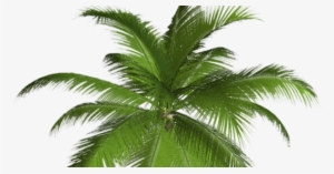 Palmeras Sin Fondo - High Resolution Palm Trees