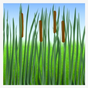 Cattail - Grass