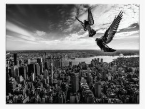 pigeons on the empire state building - pigeons on the empire state building poster print by