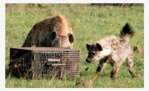 Experimental Investigations Of Cognitive Abilities - Spotted Hyena