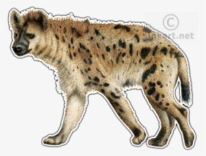 Spotted Hyena Decal - Hyena Illustration