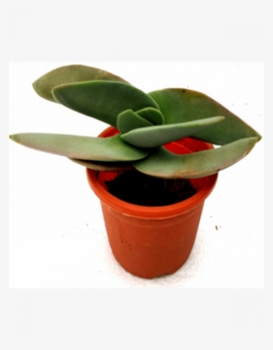 Crassula Falcata Succulent Plant - Crassula Falcata