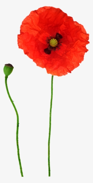 Opium Flower Red Transprent Png Free Download - Opium Poppy Bud Png