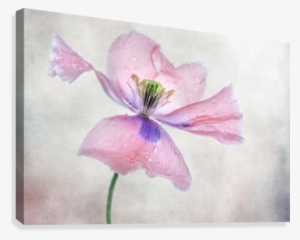 Pastel Poppy Canvas Print - Flower