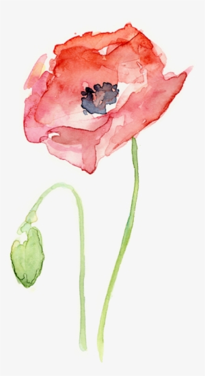 Bleed Area May Not Be Visible - Watercolor Poppy