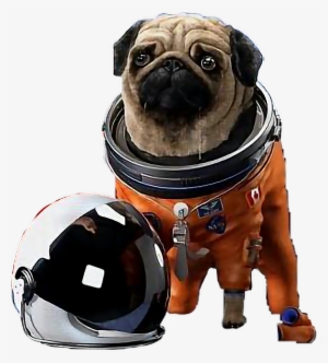 Astronaut Pug Helmet Space Dog Spacedog Freetoedit - Pug With Space Helmet