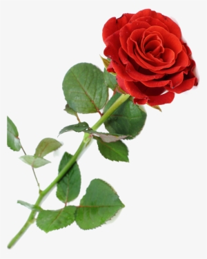 Rosas Vermelhas Png - Rose Flowers Png Hd