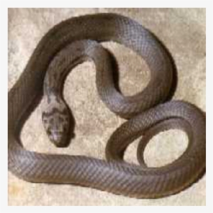 Pale Headed Snake - Hoplocephalus