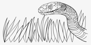 Animal Grass Poison Serpent Snake Venomous - Snake In The Grass Drawing