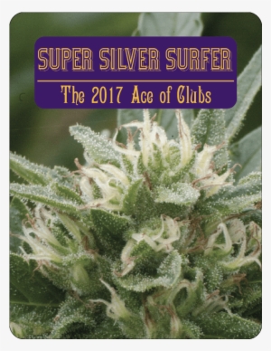 7 Aces Seeds Super Silver Surfer - Portable Network Graphics
