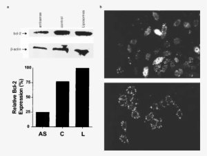 Selective Downregulation Of Bcl-2 Protein In Rko Colon - Graphic Design