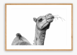 Drawn Camel Nomad - Clip Art
