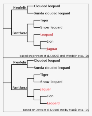Two Cladograms Proposed For Panthera - Panthera Cladogram
