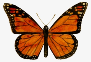monarch butterfly png download image - monarch butterfly