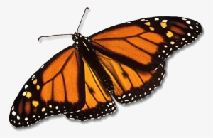 Monarch Butterfly Png Free Download - Monarch Butterfly Transparent
