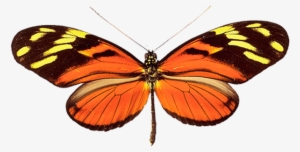 Butterfly Transparent Png File