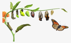 Butterfly Life Cycle - Butterfly Life Cycle Png