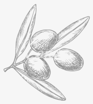 Olive At Getdrawings Com Free For Personal - Olives Drawing