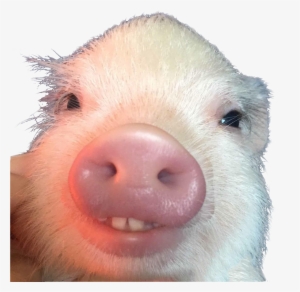 Cutout - Piglet With Buck Teeth