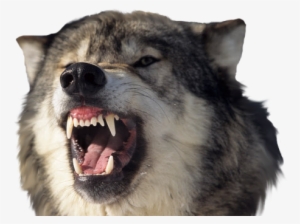Wolf Teeth Png - Wolf Teeth