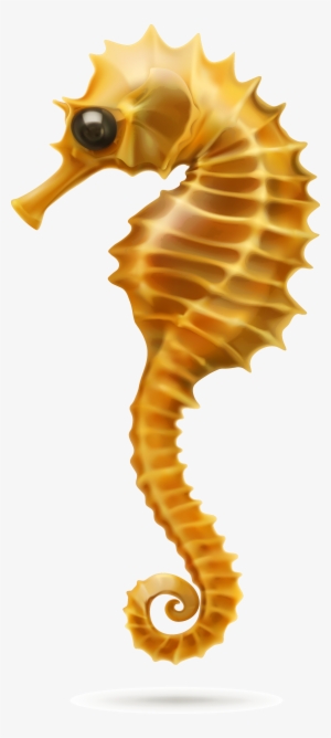 hippocampus - caballito de mar png