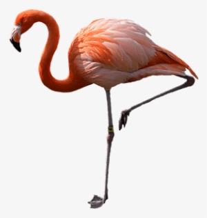 Flamingo Standing Left - Pink Flamingo Png