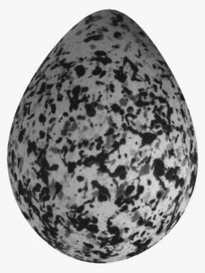 A Normal Plover Egg - Fruit