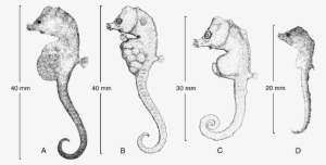 A & B, Holotype, , Nmv A192, Eden, Nsw - Bullneck Seahorse