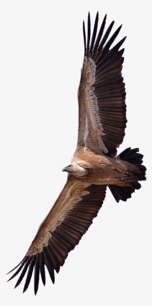 Vulture - Vulture Png