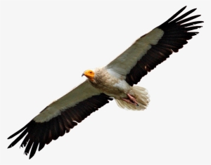 Egyptian Vulture Flying - Vulture Png