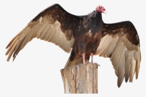 Turkey Vulture - Vulture Decoy