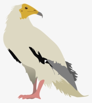 Vulture Vector Jpg Transparent Library - Bird Of Prey