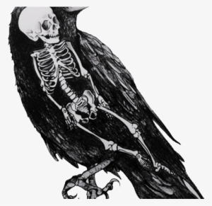 Drawn Crow Voodoo - Bird Skeleton Drawing