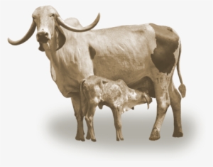 Vaca Leiteira Gir Eva Fazenda Do Cortume Curvelo Mg - Bezerro Vaca Png
