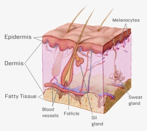 Follicle2 - General Anatomy Of Skin