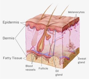 follicle2 - general anatomy of skin