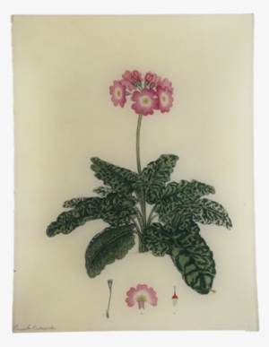 Primula Rect - Botany