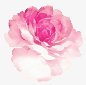 S L Mount - Pink Rose Watercolor Png